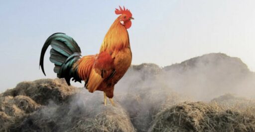 Coq sur un tas de fumier